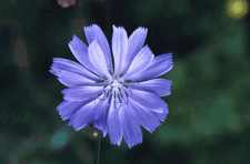 el caldero rituales elemento flor azul